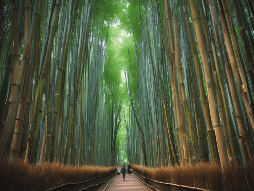 Forest Therapy in Giappone: Origini e Benefici della&nbsp;Shinrin-Yoku